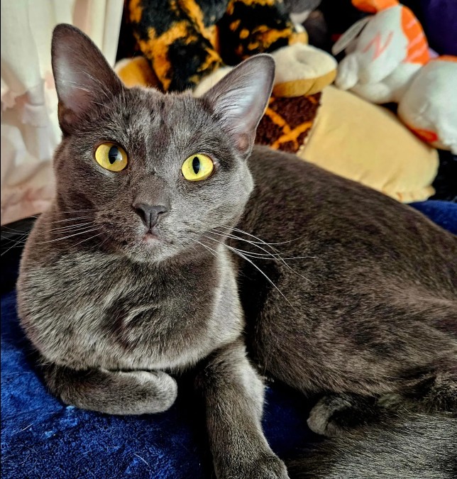 KC Pet Search and Rescue lost pet recovery image