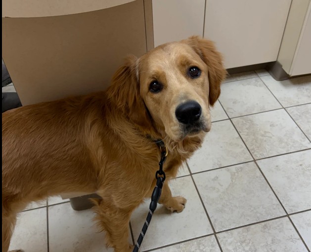 KC Pet Search and Rescue recovery review image