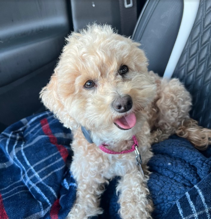 KC Pet Search and Rescue pet owner review image