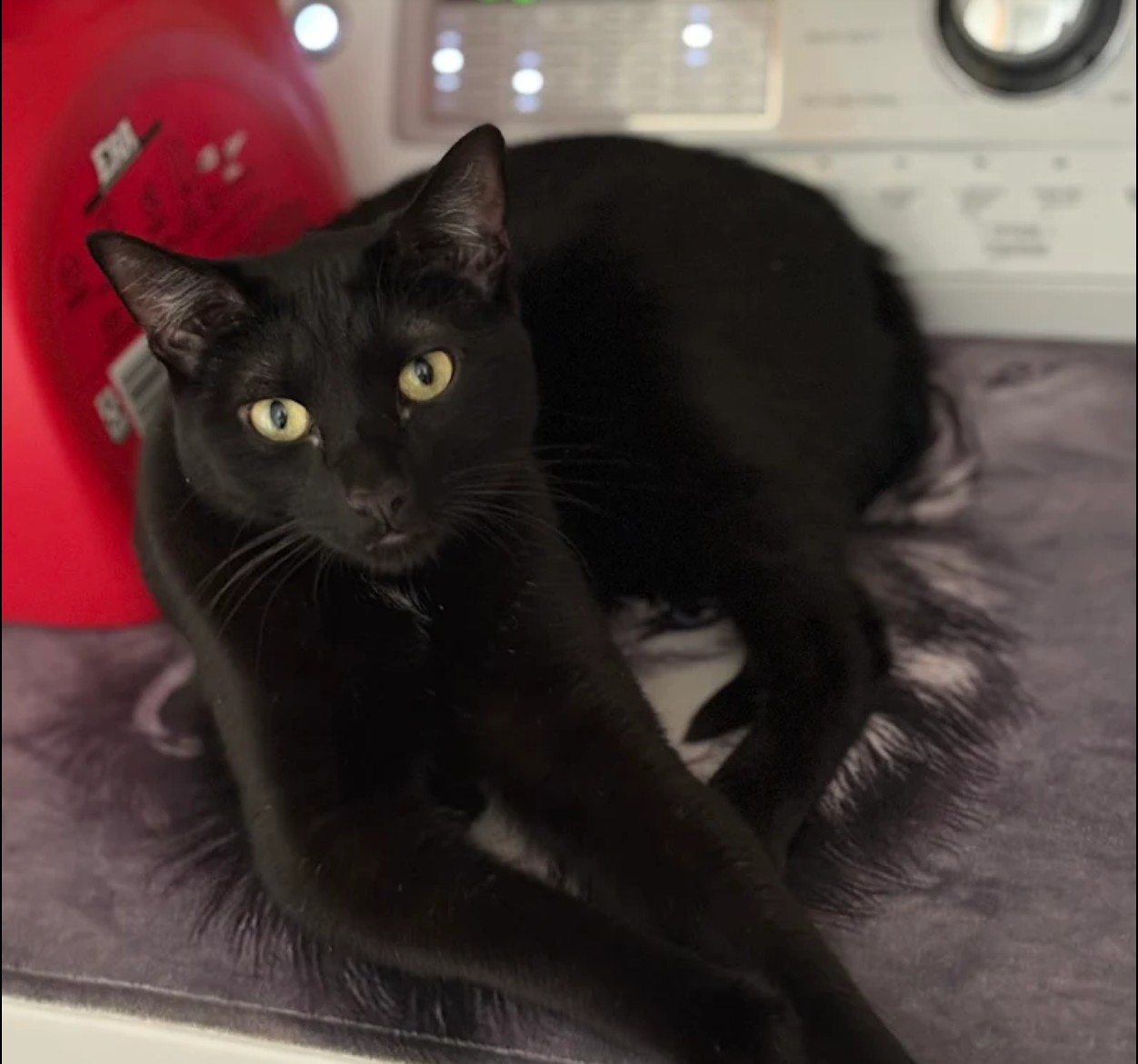 KC Pet Search and Rescue customer review image